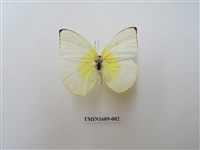 藏品(遷粉蝶)的圖片